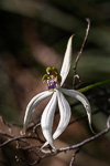 Praecoxanthus aphyllus