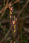 Leporella fimbriata