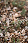 Leporella fimbriata