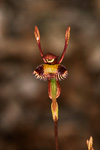 Leporella fimbriata