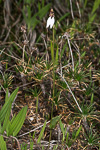 Eriochilus helonomos