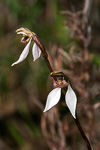Eriochilus helonomos