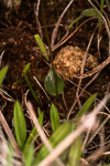 Eriochilus helonomos