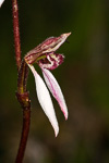 Eriochilus helonomos