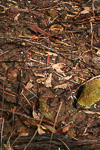 Caladenia drummondii