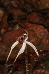 Caladenia drummondii