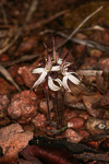 Caladenia drummondii