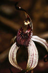 Caladenia drummondii