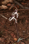 Caladenia drummondii