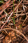 Eriochilus dilatatus subsp undulatus