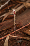 Caladenia drummondii