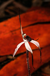 Caladenia drummondii