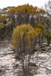 Melauleuca uncinata