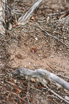 Rhizanthella gardneri