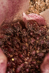 Rhizanthella gardneri