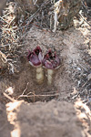 Rhizanthella gardneri