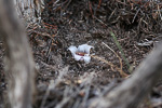 Rhizanthella gardneri