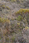 Thelymitra apiculata