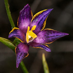 Thelymitra apiculata