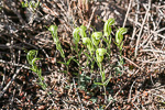 Pterostylis aff. nana