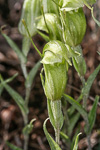 Pterostylis aff. nana