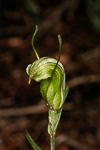 Pterostylis dilatata