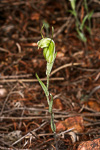 Pterostylis dilatata