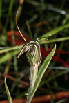 Pterostylis angusta
