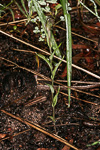 Pterostylis angusta