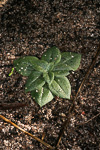 Pterostylis angusta