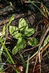 Pterostylis aspera