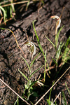 Pterostylis aspera