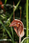 Pterostylis rogersii