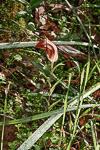 Pterostylis rogersii