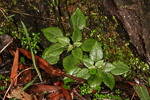 Pterostylis rogersii