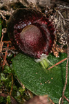 Corybas recurvus