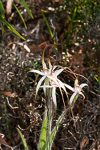 Caladenia meridionalis