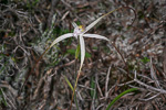 Caladenia meridionalis