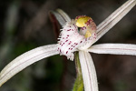 Caladenia meridionalis