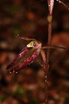 Cyrtostylis robusta