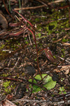 Cyrtostylis robusta