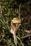 Pterostylis aspera
