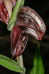 Pterostylis sanguinea