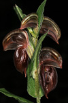 Pterostylis concava
