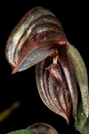 Pterostylis concava