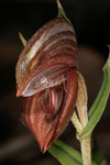 Pterostylis concava