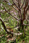 Caladenia hiemalis