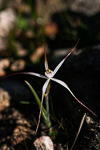 Caladenia hiemalis