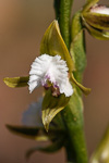 Prasophyllum fimbria