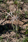 Caladenia hiemalis